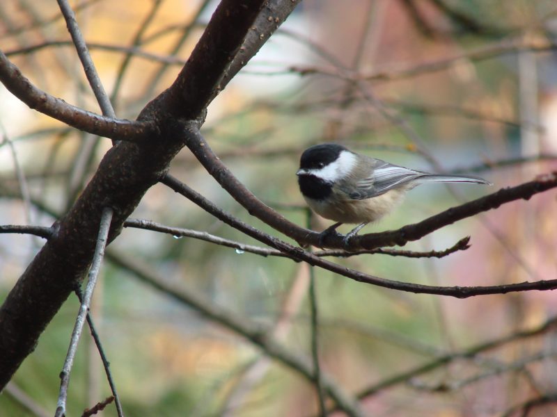 Show some love for birds - Wenatchee Naturalist