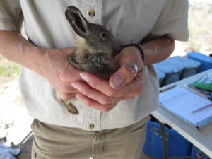 North american hot sale pygmy rabbit