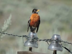 American Robin - Wenatchee Naturalist