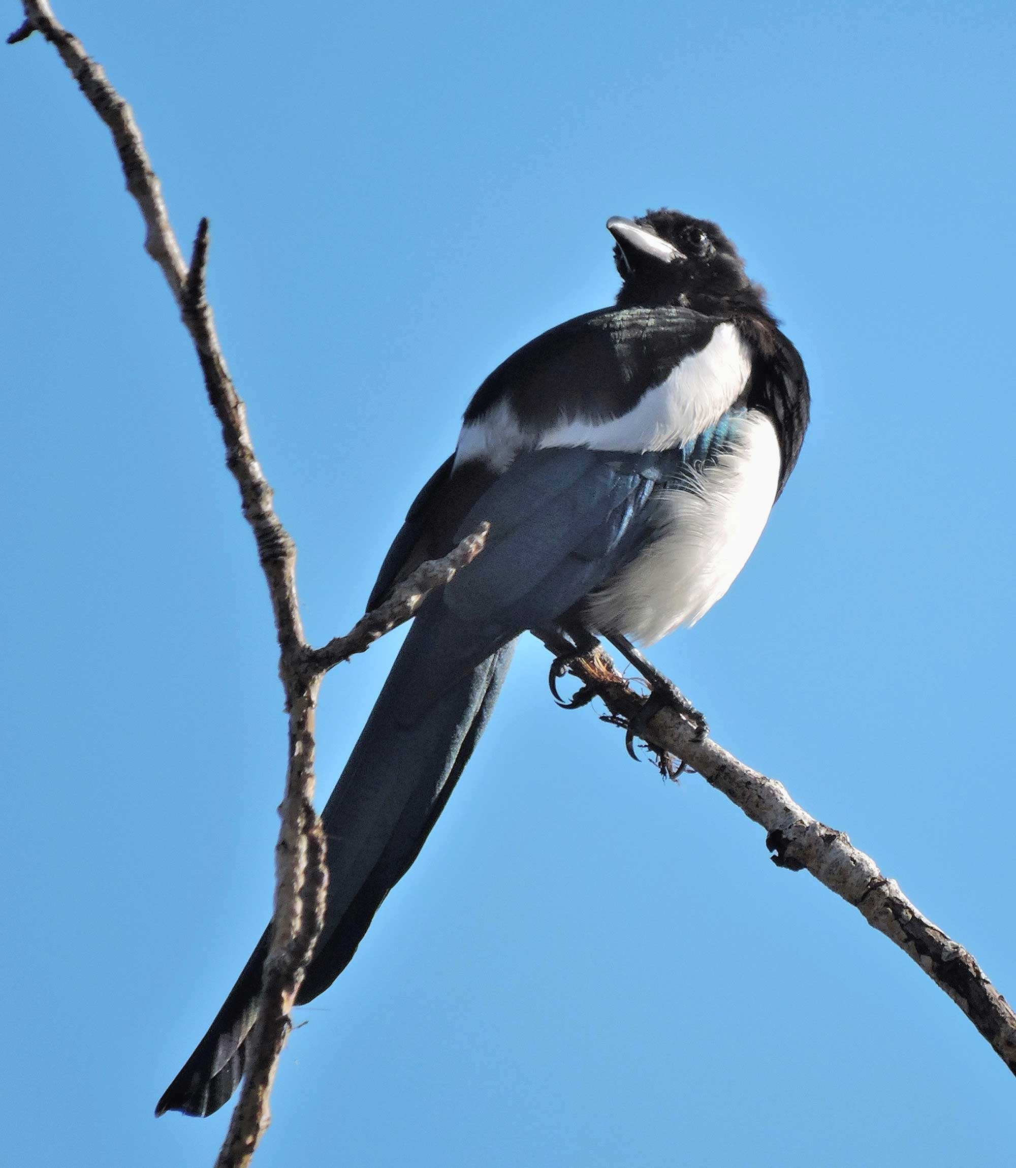 Black-billed magpie - Wenatchee Naturalist