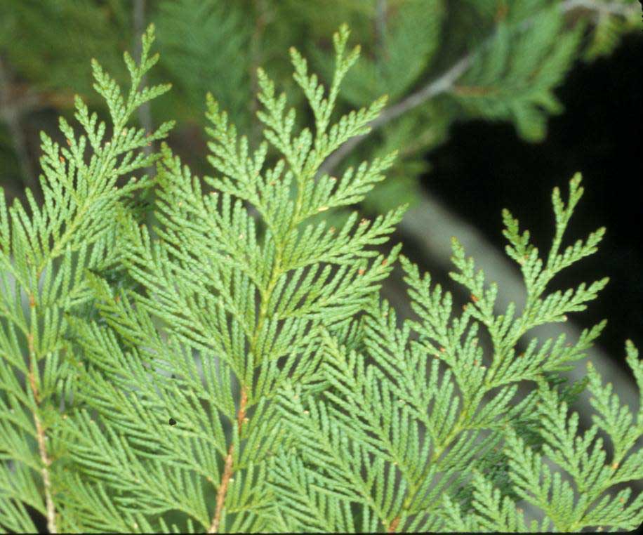 Western red cedar - Wenatchee Naturalist