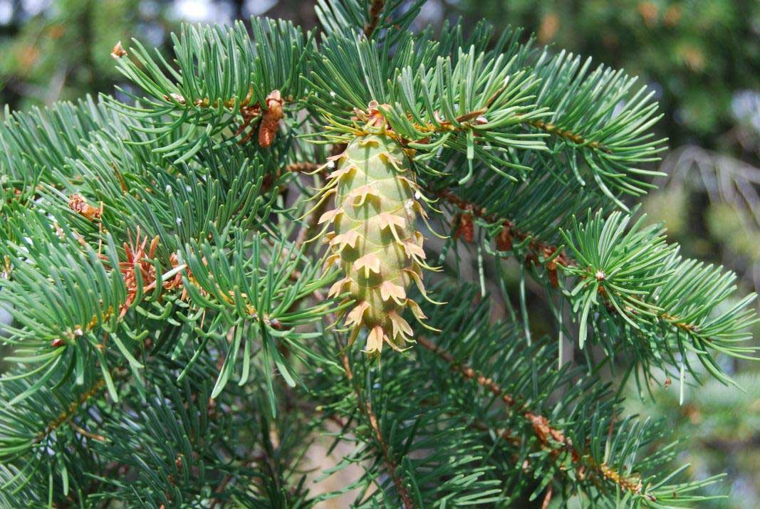 Douglas fir - Wenatchee Naturalist