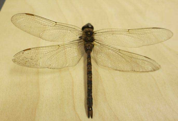 Order Odonata - Wenatchee Naturalist