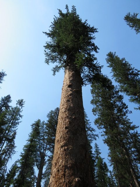 Curious About ... Western Larch Green-Up? - Wenatchee Naturalist